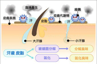 节段型白癜风发病示意图